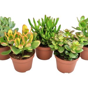 Crassula Mix 10.5cm Pot