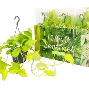 Epipremnum pinnatum ‘Golden Pothos’ (Devil's Ivy) in 15cm Hanging Pot