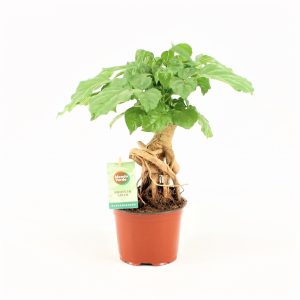 China Doll Plant (Radermachera Sinica)