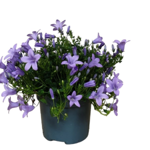 Campanula ambella 'Lavender'