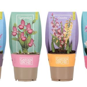 Garden Orchid Mix in 12cm Pot