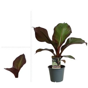 Ensete Maurelii 14cm pot
