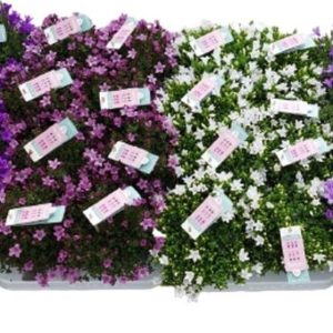 Campanula portenschlagiana Ambella Mix in 10.5cm-12cm Pot