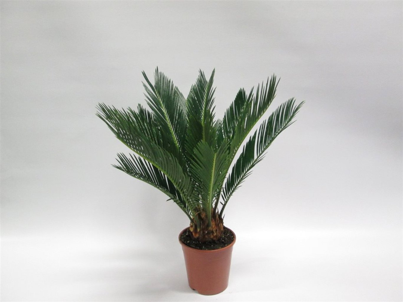 Cycas revoluta (Sago Palm) in 11cm/12cm Pot