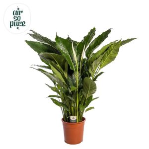 Spathiphyllum (Peace Lily) 24cm Pot, Height 120cm