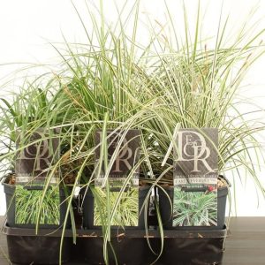 Carex Sedge mix 2 litre pot