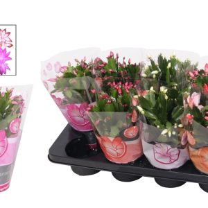 Schlumbergera 13cm pot