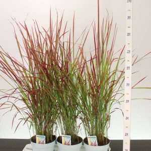 Imperata cylindrica 'Red Baron' (Japanese Blood Grass) 2L Pot
