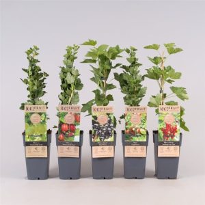 Ribes (Currant) Mix 2 Litre, 1 Cane