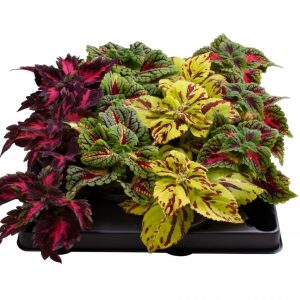 Coleus (Painted Nettle) Mix in 6cm Pot