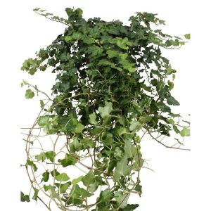 Hedera helix 'Wonder' (Ivy) 13cm Pot, 100cm Trails