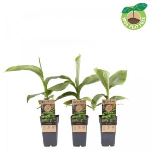 Musa basjoo (Japanese / Hardy Banana Plant) in 15cm Pot, Height 50cm