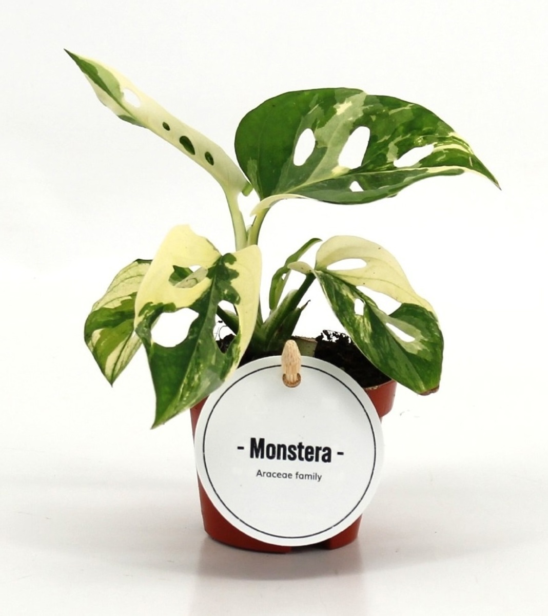 Monstera adansonii (Monkey Mask) Variegated in 6cm Pot
