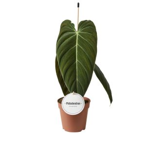 Philodendron melanochrysum 12cm Pot, Height 40cm