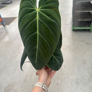 Philodendron melanochrysum 12cm Pot, Height 40cm